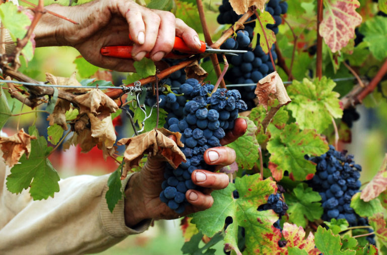 Assaggiatori di vino, parte il corso ONAV