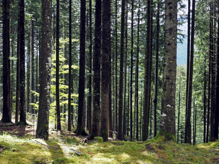 La foresta di Pramosio, punto di riferimento per l’educazione ambientale