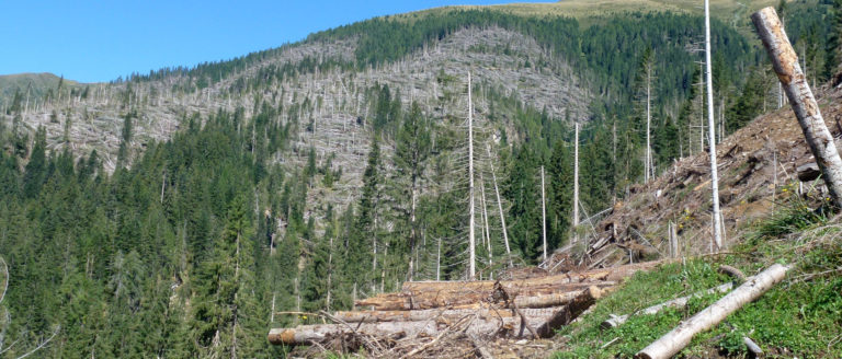 Longarone, il 14 e 15 settembre Fiera e festival delle foreste