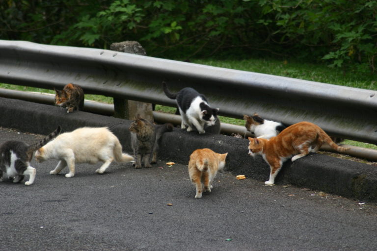 I gatti randagi a Pordenone danno filo da torcere al comune