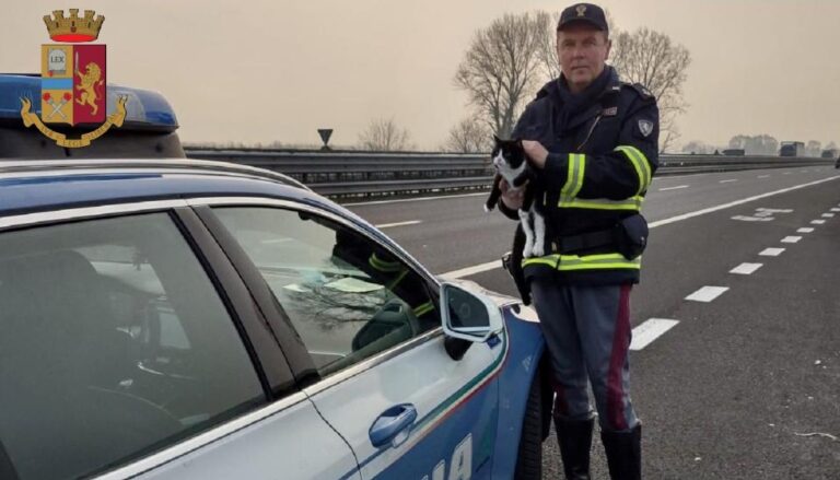 Gattino ferito al centro della carreggiata, salvato dalla Stradale